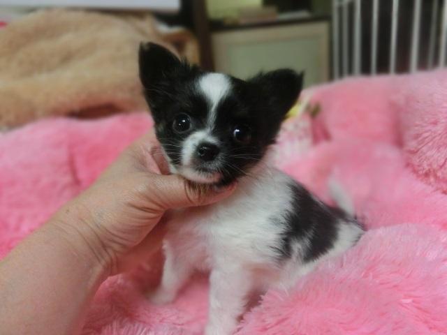 チワワ（ロングコート）