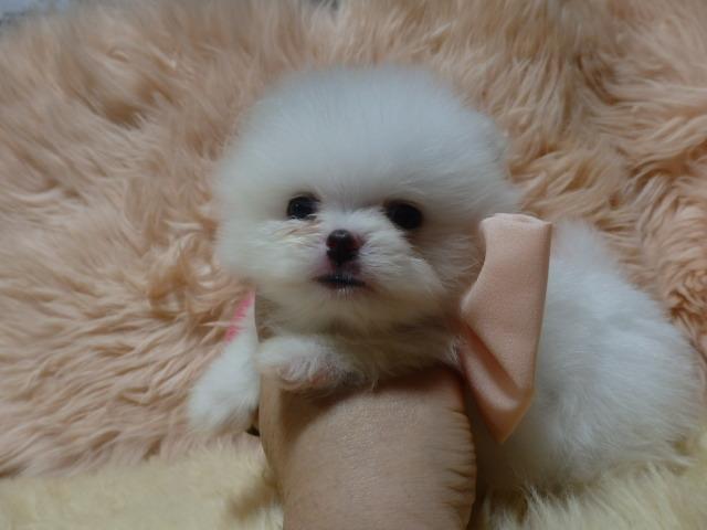 ポメラニアン