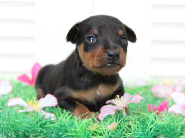 ミニチュアピンシャー