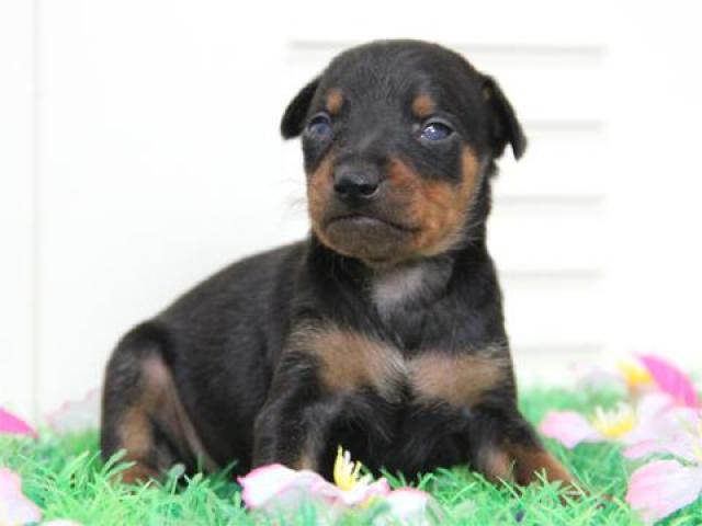 ミニチュアピンシャー