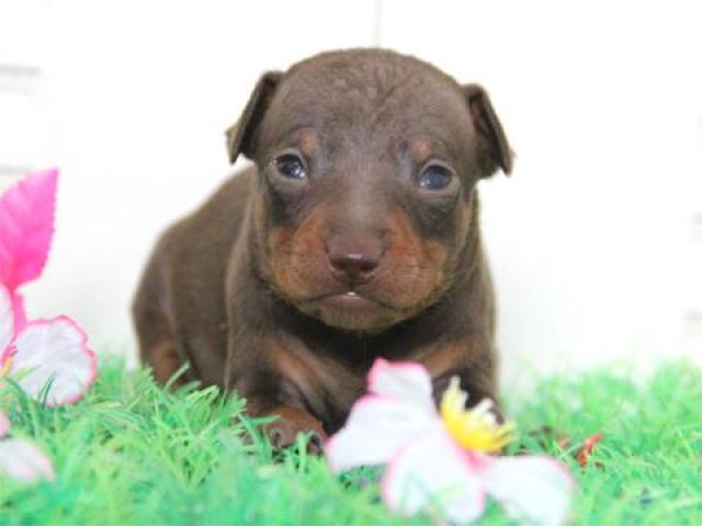 ミニチュアピンシャー