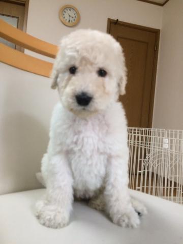 スタンダードプードル