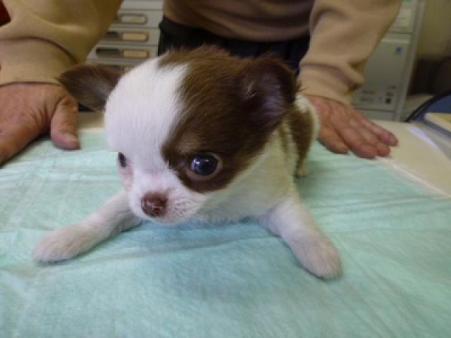 チワワ（ロングコート）