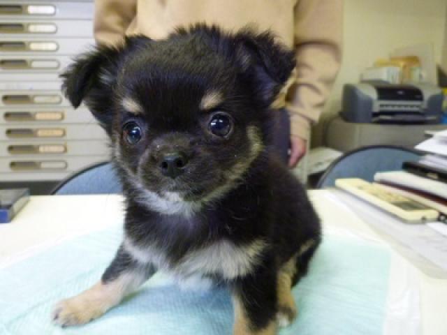 チワワ（ロングコート）