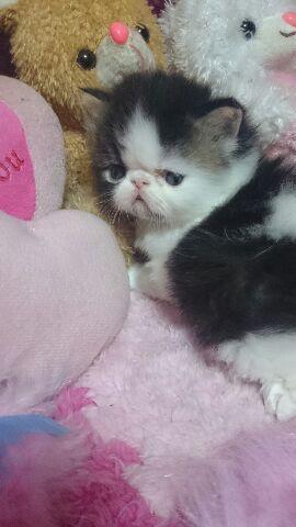 エキゾチックショートヘアー