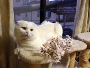 ニャタロウ&ニャニャ