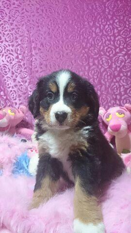 バーニーズマウンテンドッグ