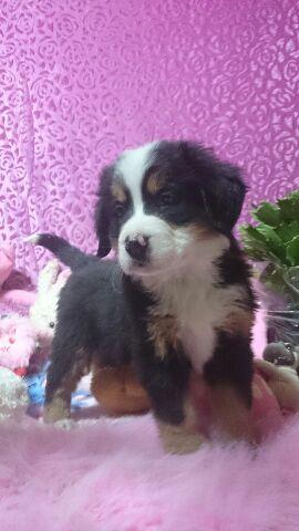 バーニーズマウンテンドッグ