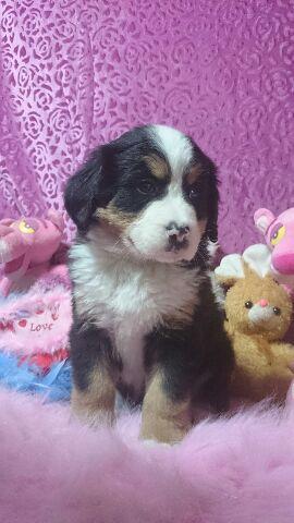 バーニーズマウンテンドッグ