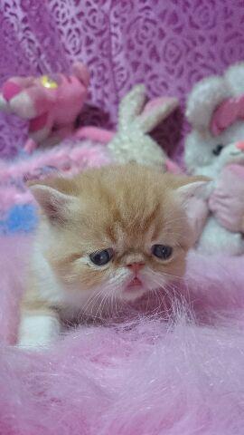 エキゾチックショートヘアー