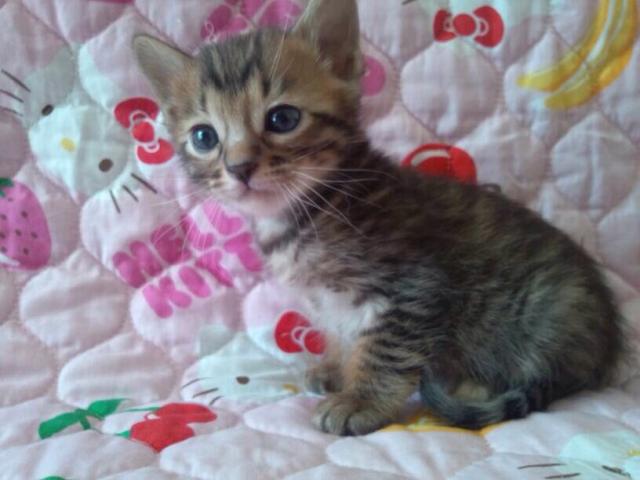 ベンガル