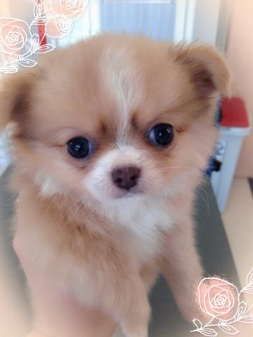 チワワ（ロングコート）