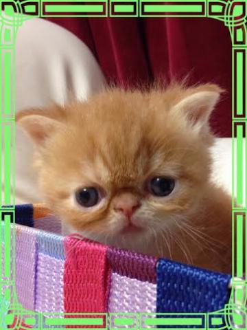 エキゾチックショートヘアー