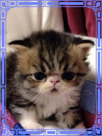 エキゾチックショートヘアー