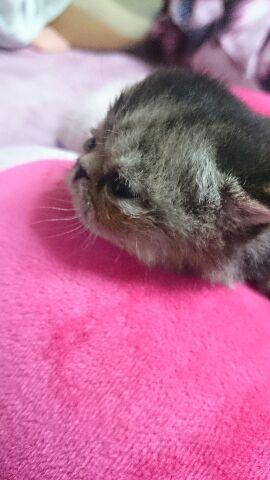 エキゾチックショートヘアー