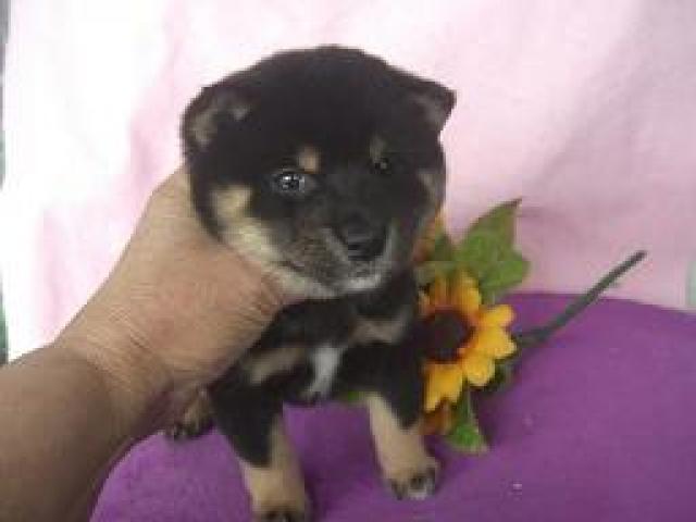 柴犬