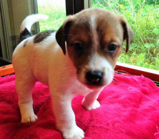 ジャックラッセルテリア