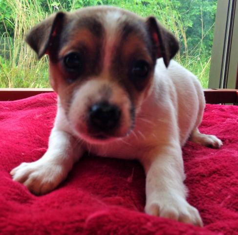 ジャックラッセルテリア