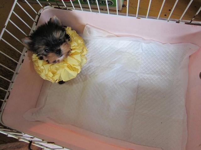 ヨークシャーテリア