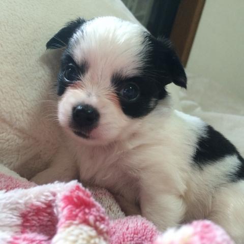 チワワ(ロングコート)