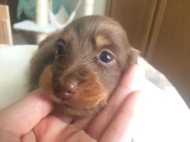 ミニチュアダックスフンド