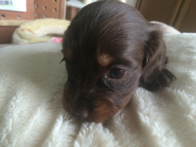 ミニチュアダックスフンド