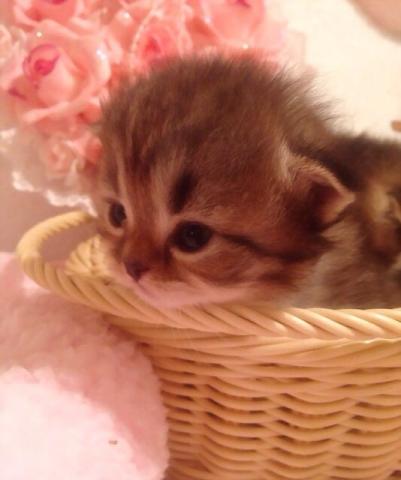 スコティッシュフォールド