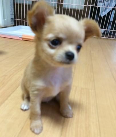 チワワ（ロングコート）