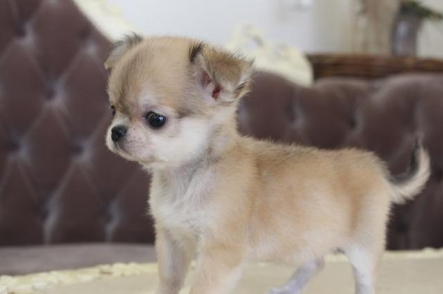 チワワ(ロングコート)