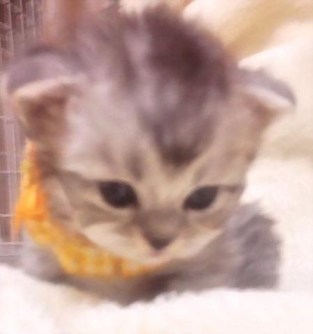 スコティッシュフォールド