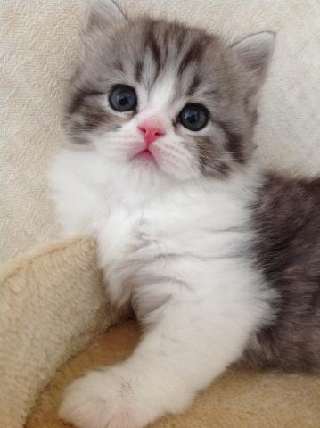 スコティッシュフォールド