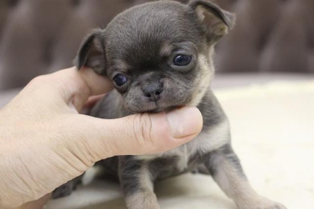 チワワ(スムースコート)