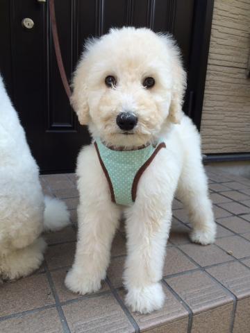 スタンダードプードル