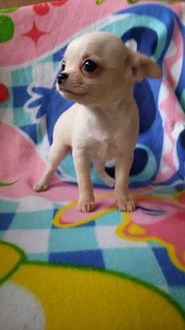 チワワ（スムースコート）