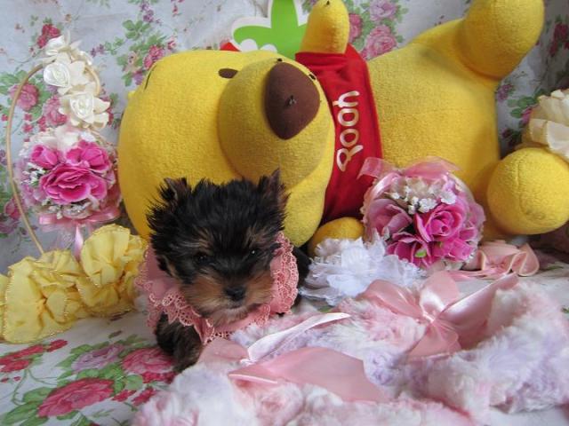 ヨークシャーテリア