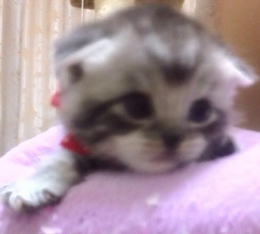 スコティッシュフォールド
