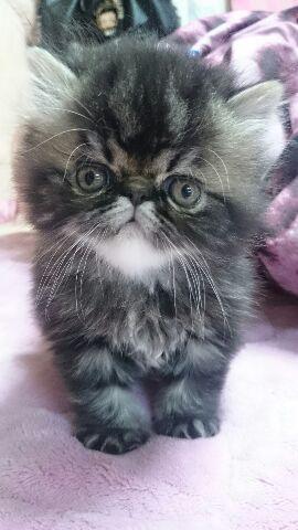 エキゾチックショートヘアー