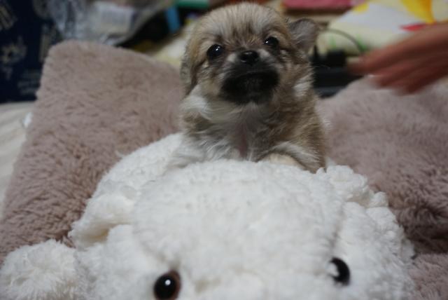 チワワ(ロングコート)