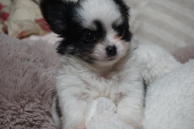 チワワ(ロングコート)