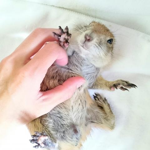 プレーリードッグ