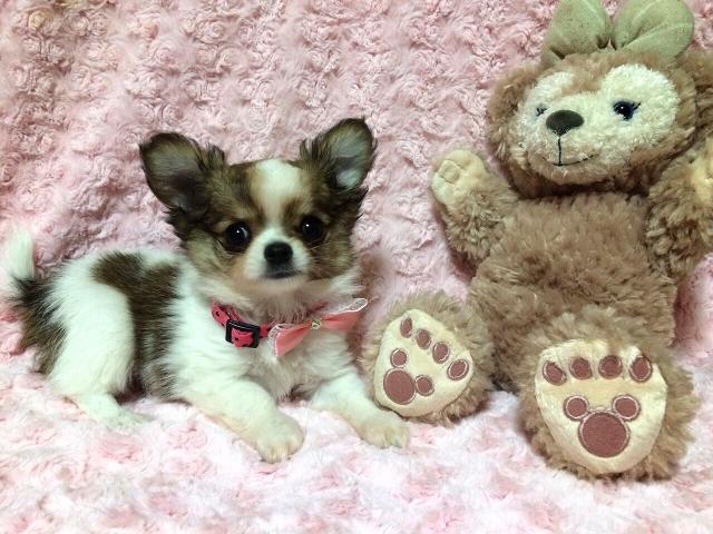 チワワ（ロングコート）