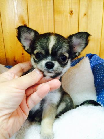 チワワ（ロングコート）殿★