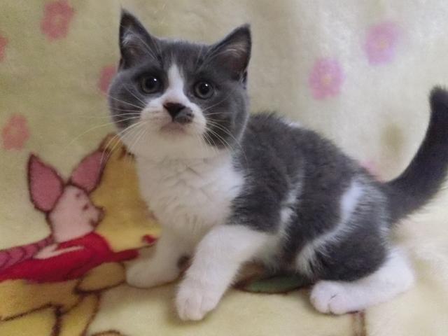 ブリティッシュショートヘア