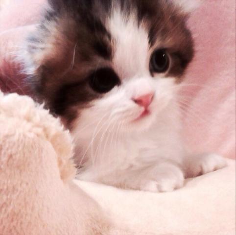 スコティッシュフォールド