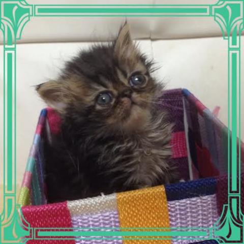 エキゾチックショートヘアー