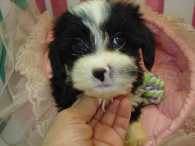 チャイニーズクレステッドドッグパウダーパフ