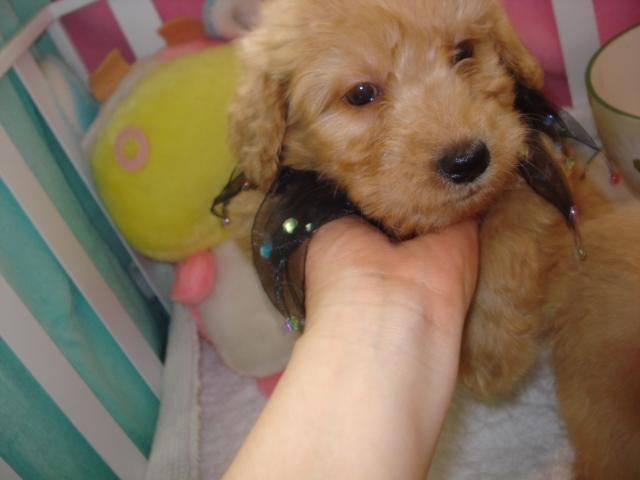 MIXゴールデンドウードル