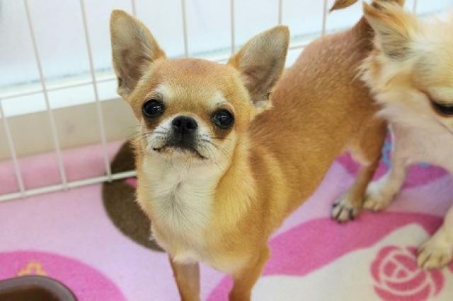 チワワ（スムースコート）