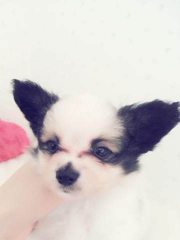 パピヨン