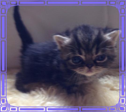 エキゾチックショートヘアー